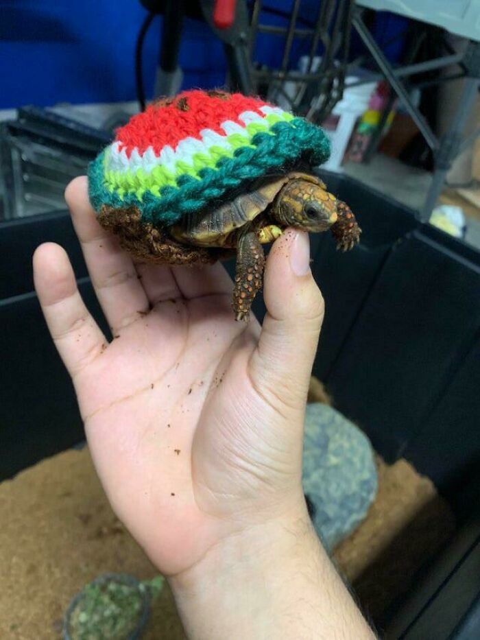 My Grandma Didn’t Want Me To Get A Tortoise. I Come Home And My Tortise Is Wearing A Watermelon Sweater