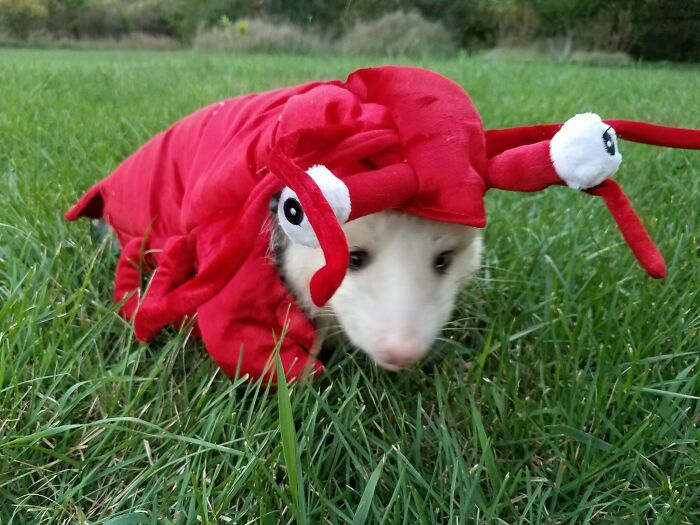 A Friend Of Mine Got A Lobster Costume For Her Possum