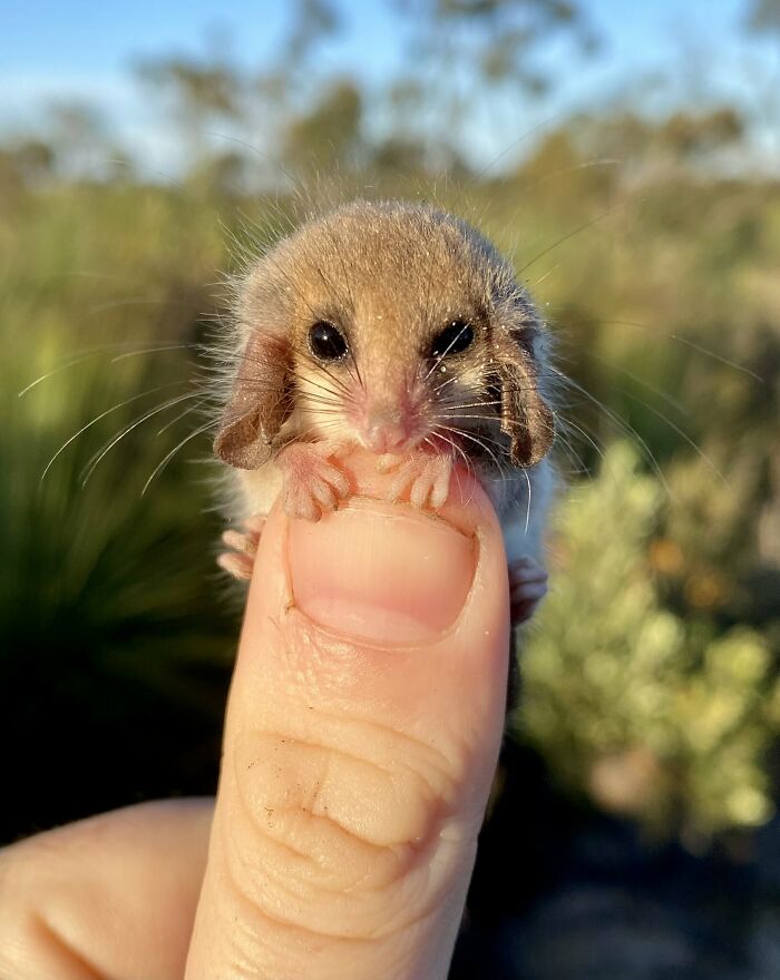 The Australian Western Pygmy Possum Is Actually One Of The Largest Pygmy Possums In The World Despite Being No Larger Than A Typical Kiwi Fruit