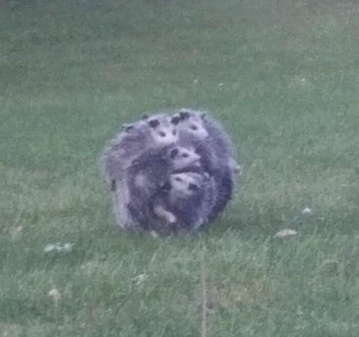 The Possum Orb Does Random Stuff When Thrown At Another Entity