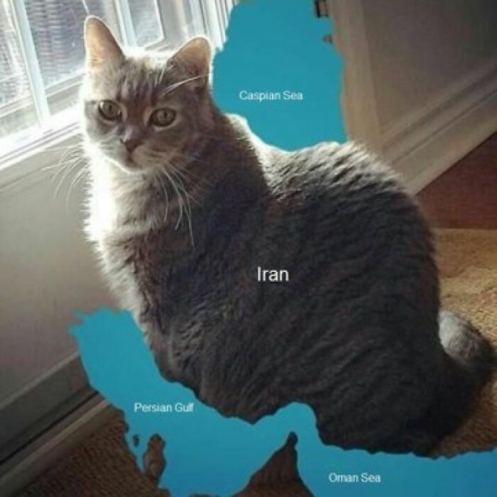 Cat Map