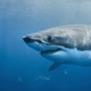 emiliomayorga avatar