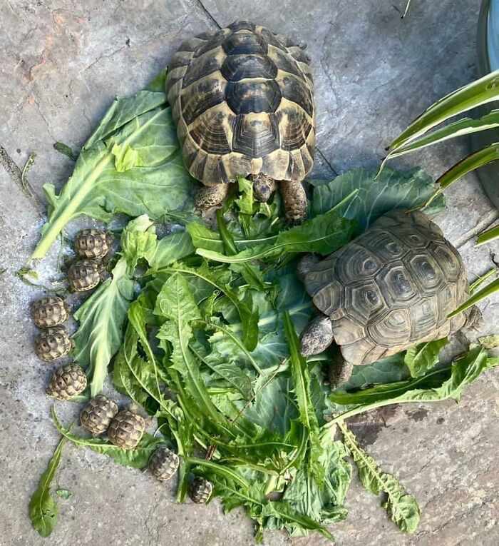 Family Of Tortoises Enjoying Breakfast