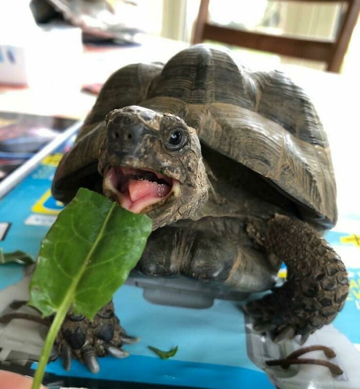 My 8 Year Old Tortoise Just Woke Up From Hibernation. First Meal Of 2019