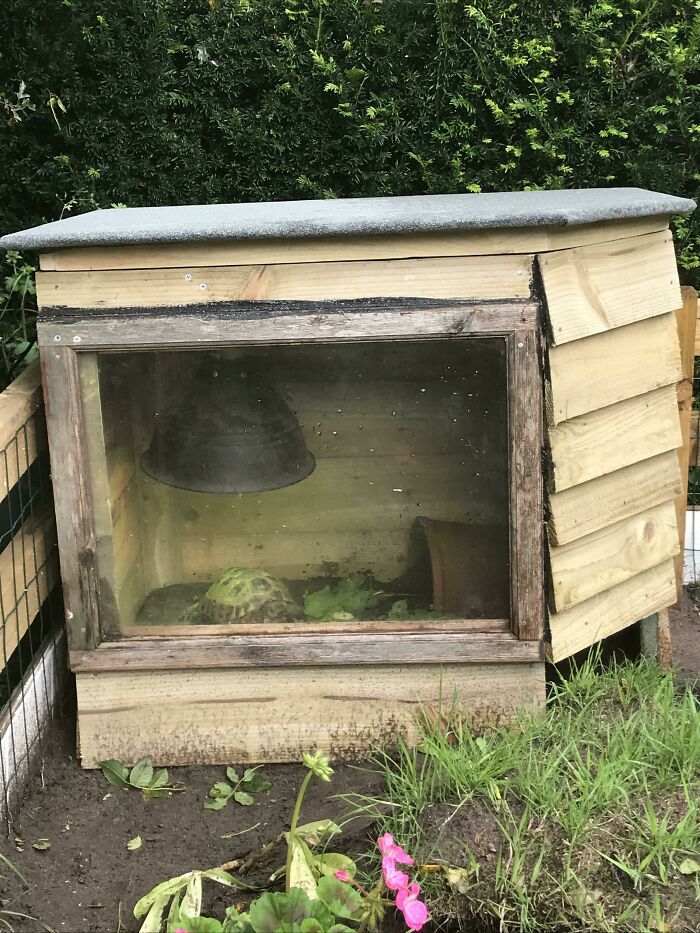 My Dad Built An Outdoor House With A Window For His Tortoise