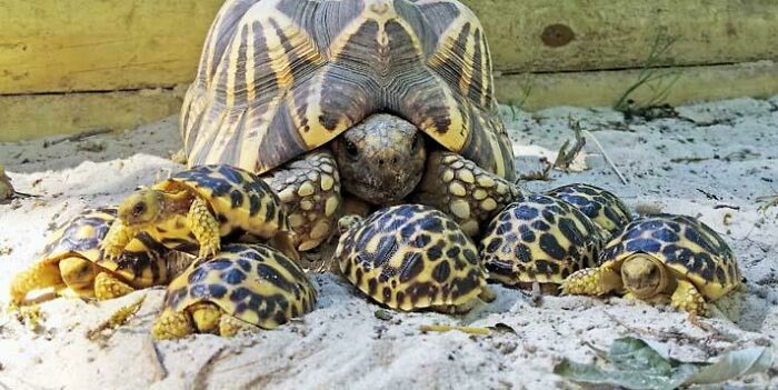 The Burmese Star Tortoise Is One Of The Few Animals That Have Comeback From Being Called Functionally Extinct