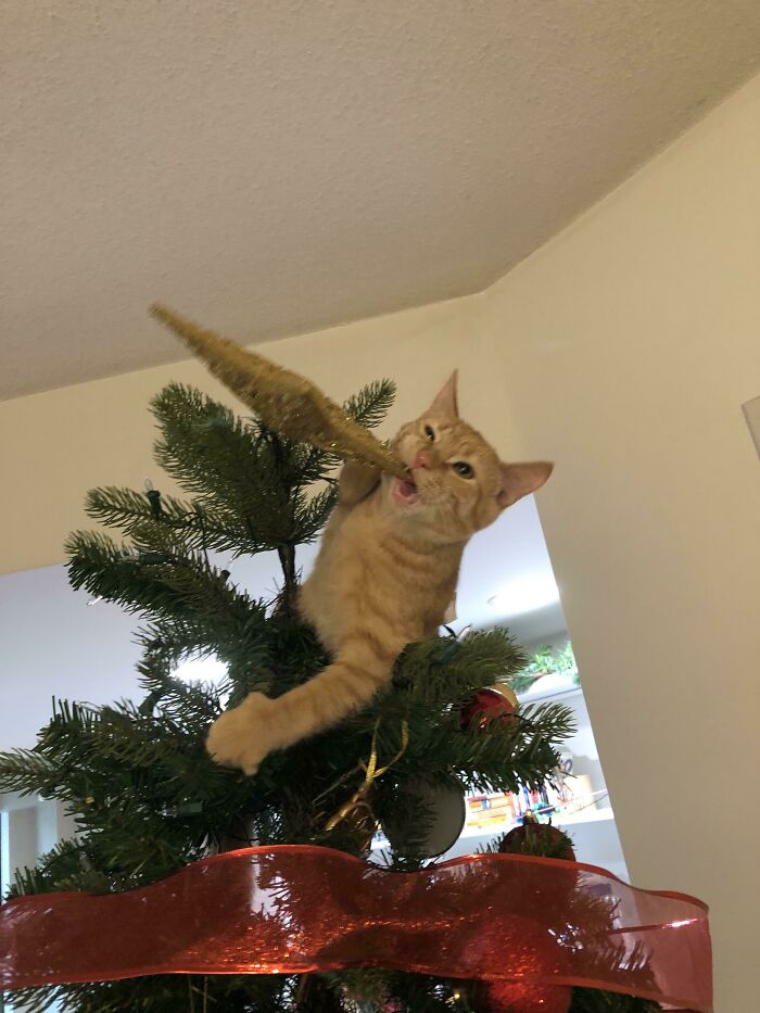 Fry’s First Christmas. I Can’t Tell If He Loves Or Hates The Tree