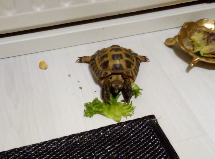 My Tortoise Likes To Spread His Legs While Eating