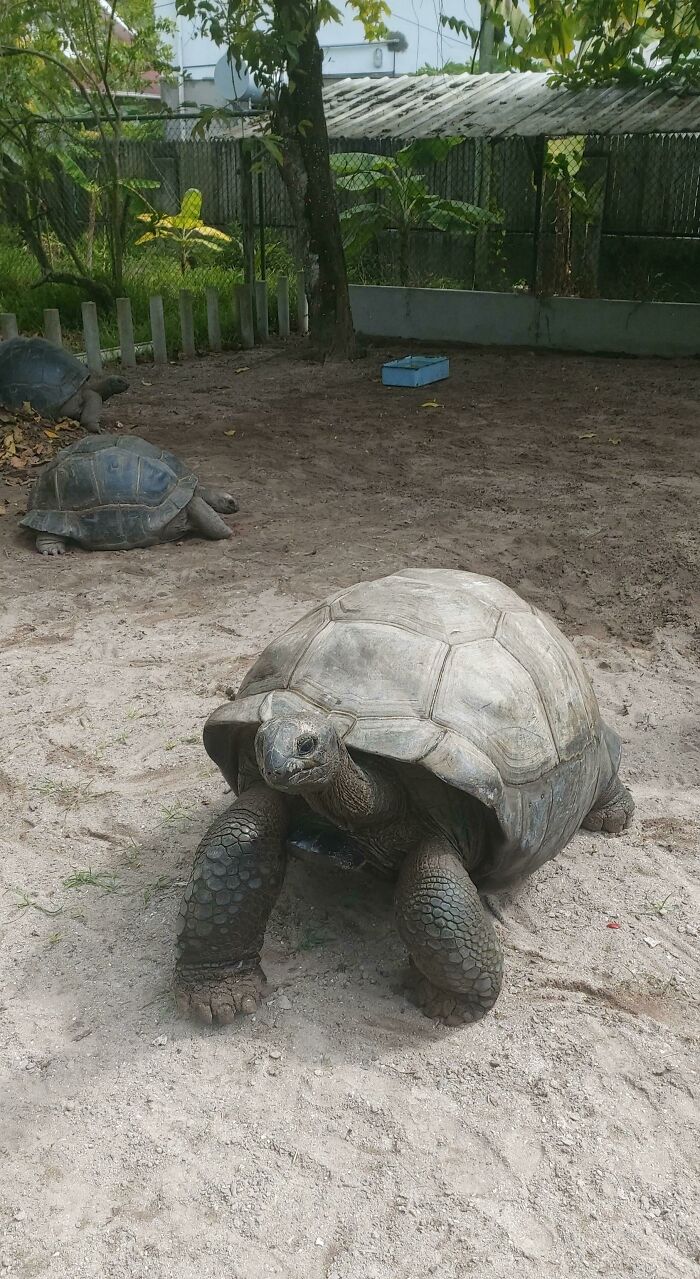 This Is Thomas, He Is Last Male Of His Species. He Is 160+ Years Old. He Has Been In My Family For A Few Generations And We've Protected, Cared For Him All This Time