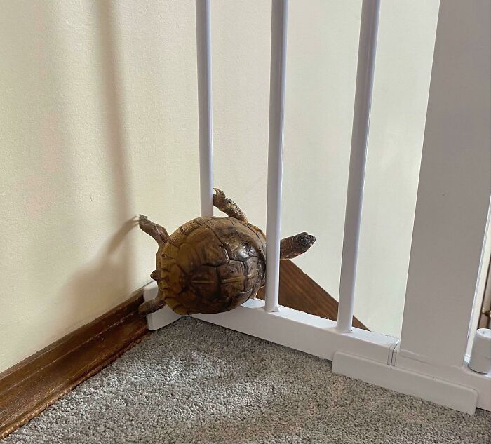 Jennifer Slopez Is Forever Determined To Go Downstairs. Had To Put These Gates For Safety. She Does Not Respond To Verbal Commands Like: Turtle! No