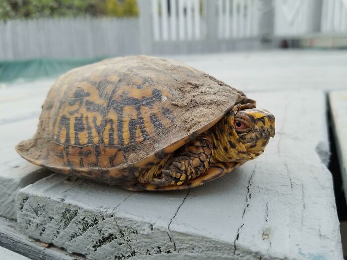 My Dad Found This Box Turtle Nine Years Ago And Let It Loose In His Yard. He Pops Up Again Every Year In The Spring. Fresh From Hibernation
