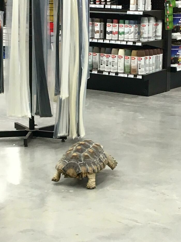 My Local Hardware Store Has A Pet Turtle That Wanders The Store Early In The Am