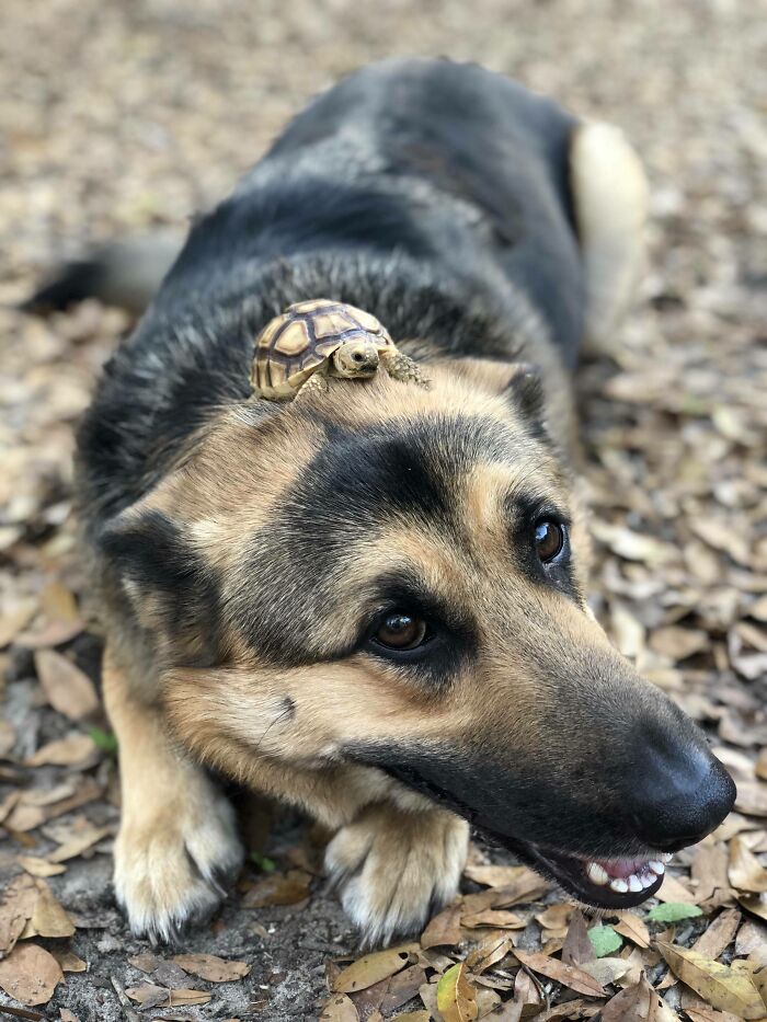 Turtle On Top A Dog's Head