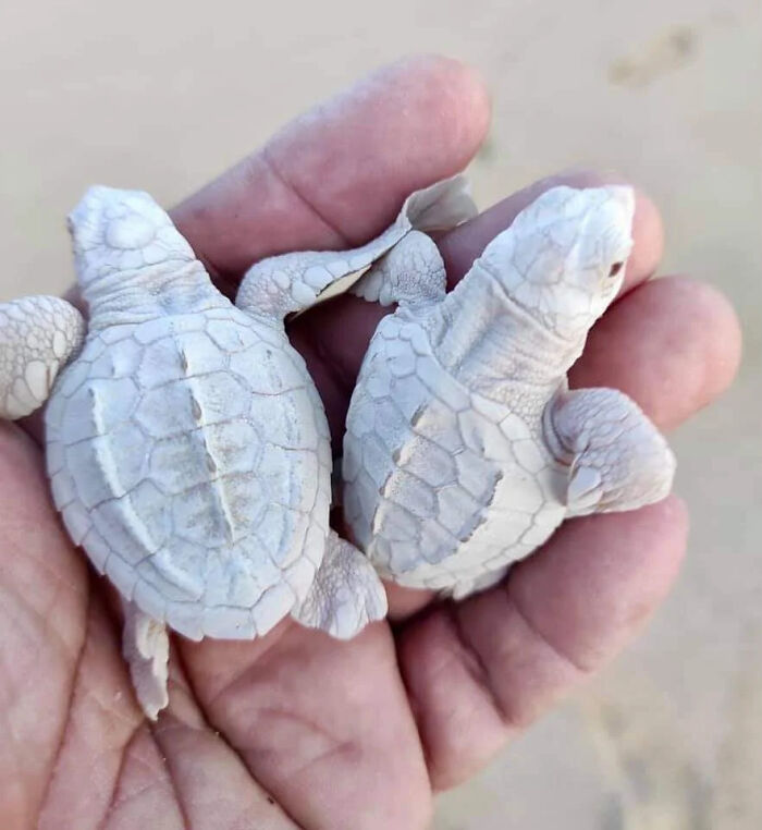 Researchers Estimate One In Every 100,000 Turtle Hatchlings Is Albino. Here You Have Two Siblings