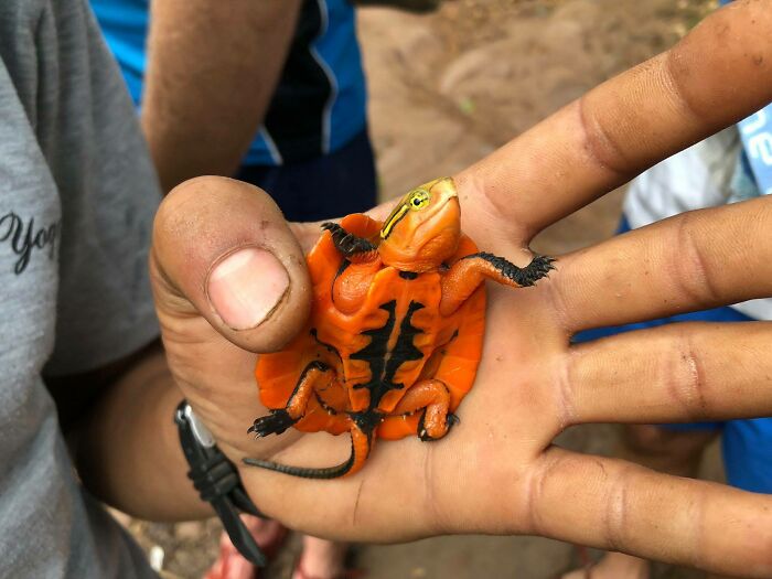 An Orange Turtle Found In The Vietnamese Jungle