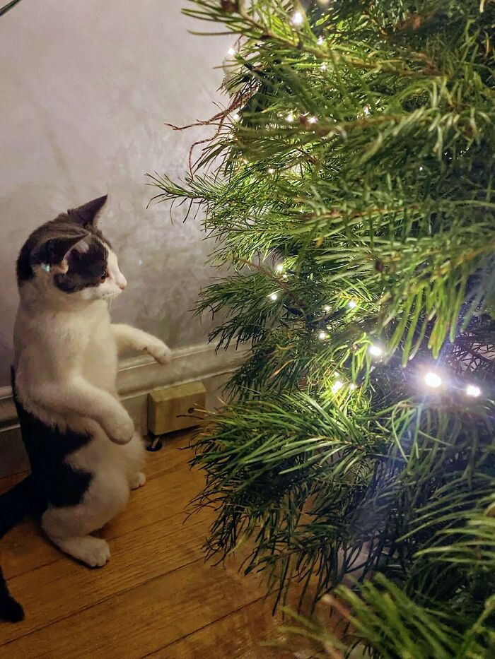 My First Ever Kitten And Her First Ever Christmas Tree