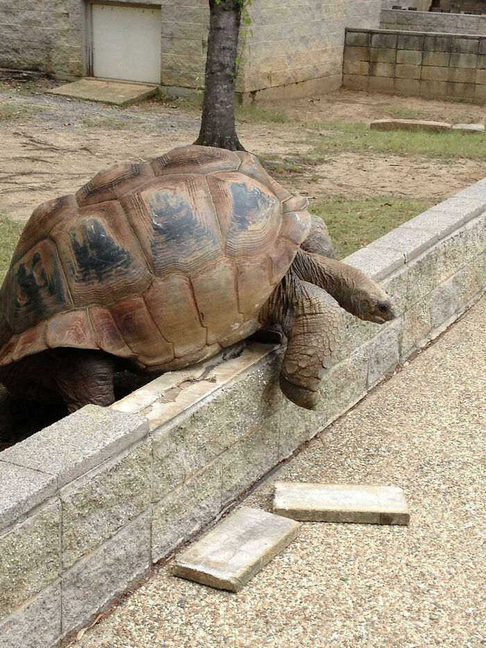 I Work At A Zoo, And Today A 500lb Tortoise Tried To Escape