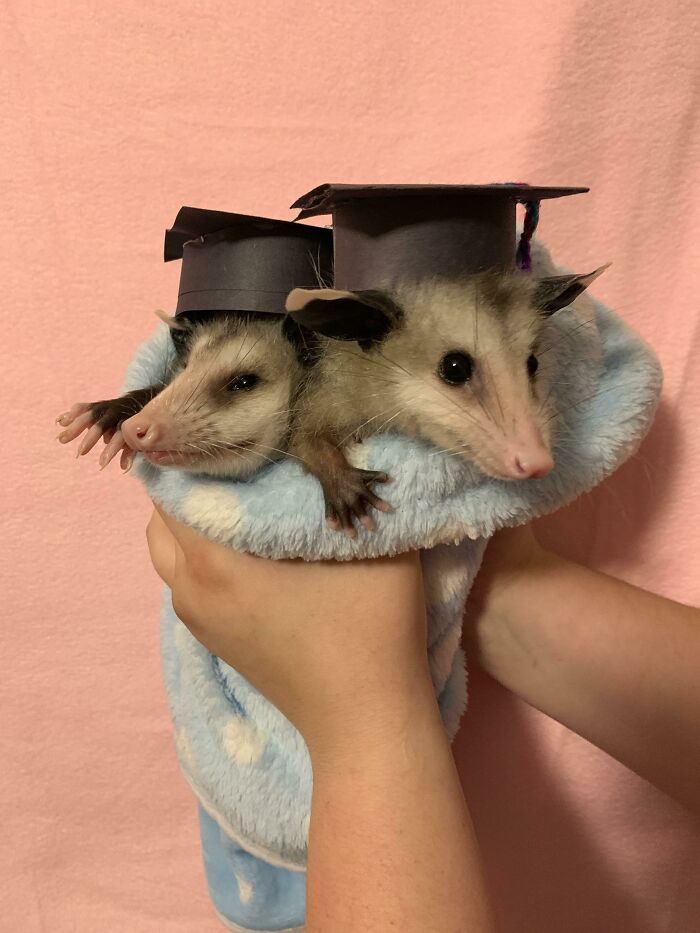 Graduation Day! Releasing My Foster Babies Now They Are Old Enough
