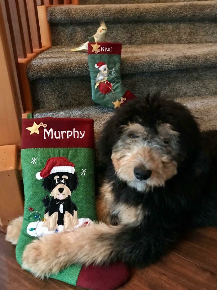 My Wife Makes Christmas Stockings For Every Member Of Our Family. This Year, Murphy Joined The Crew