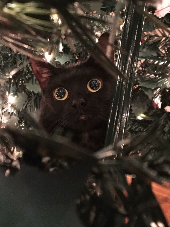 My Cat (Jet) Likes To Sit In Our Fake Christmas Tree