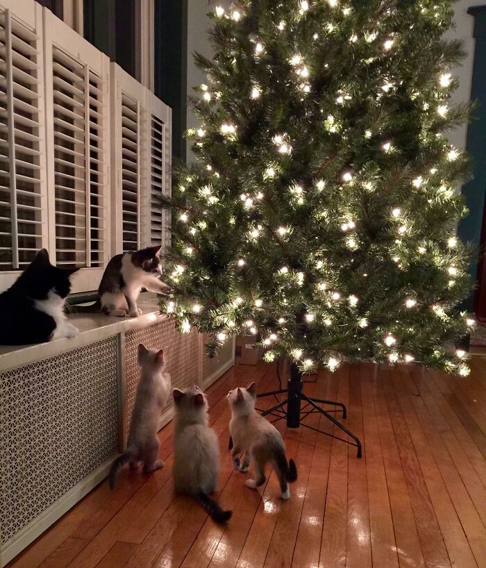 Rare, Never Seen Before Photo Capturing Secret Plot To Overthrow Christmas Tree