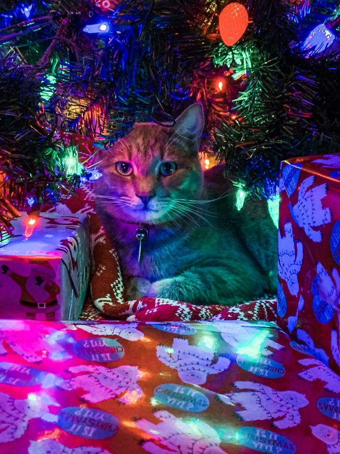 The Best Gift Under The Christmas Tree