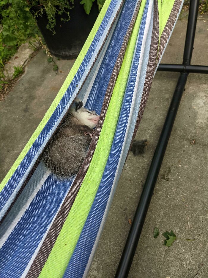 There's A Little Guy Taking A Nap In My Hammock Right Now