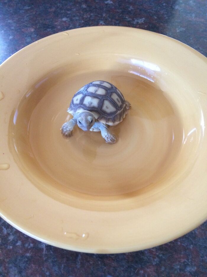 I Got A Baby Sulcata Tortoise Today
