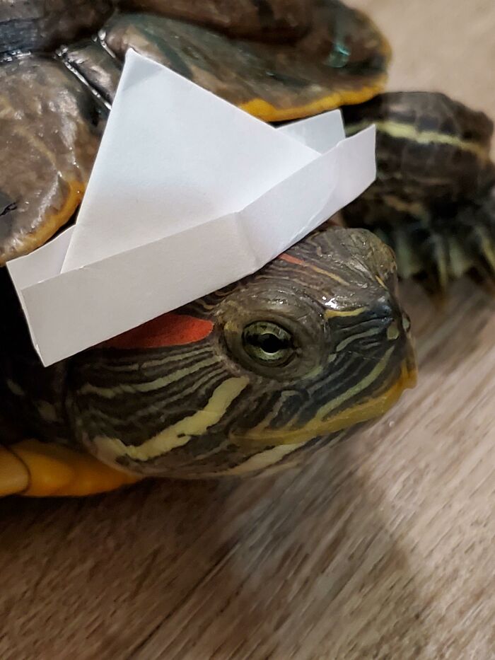 I Made A Paper Hat For My Turtle