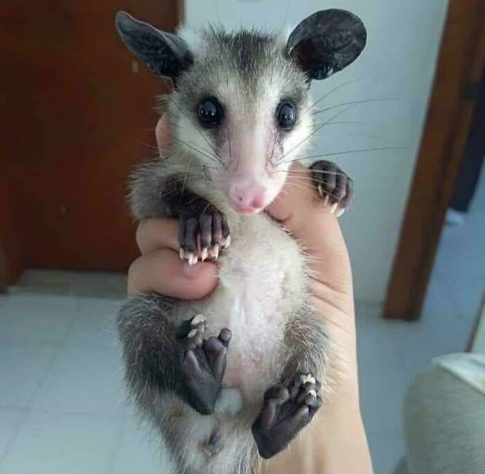 The Opossum Is Able To Withstand Up To 80 Rattlesnake Or Coral Snake Bites. Thanks To Him, There Is An Antidote To Snake Venom