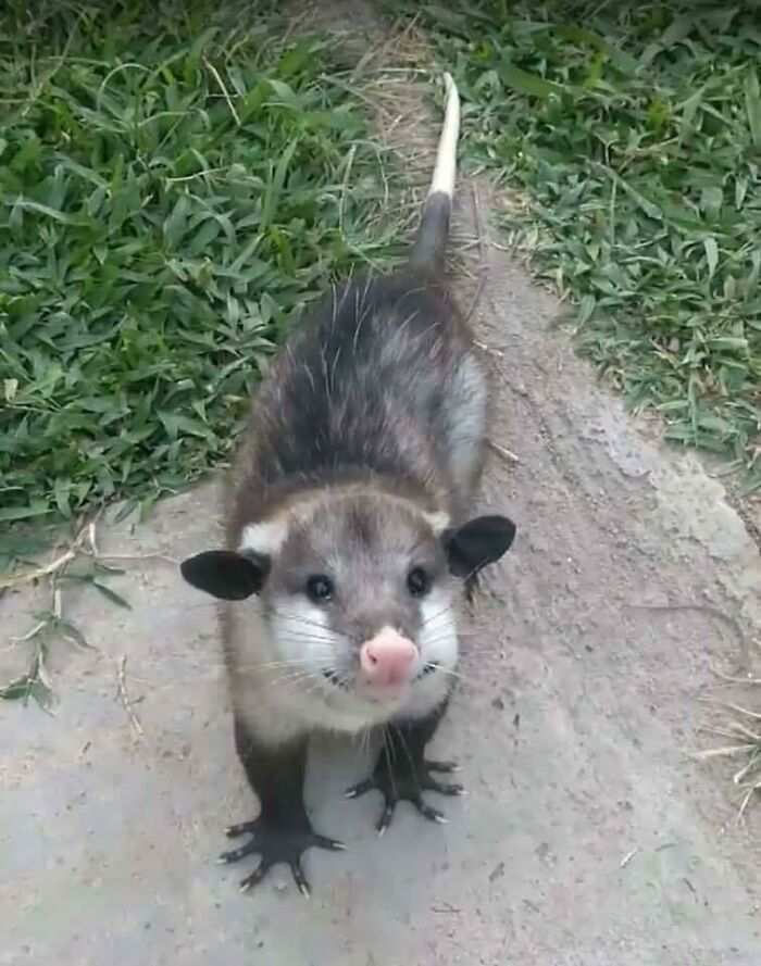 Smiling Opossum Is Molly The Cat's Best Friend. They Share Cat Food And Smiles. Here's A Smile For You Too