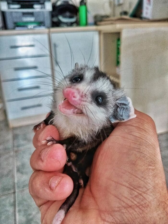 I'm Part Of An Opossum Rescue Group. This Is One Of The Babies