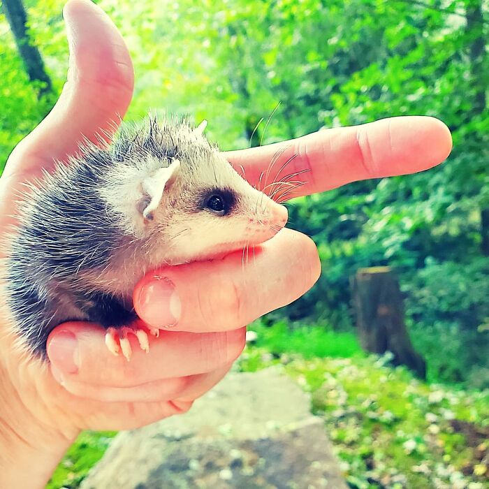 Help Me Choose A Name For This Baby Opossum (Boy)