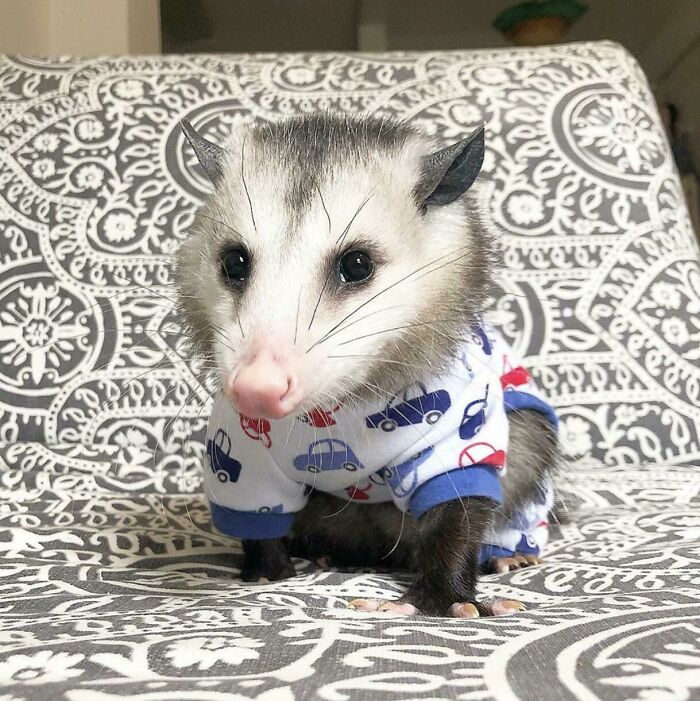 Opossum In A Onesie