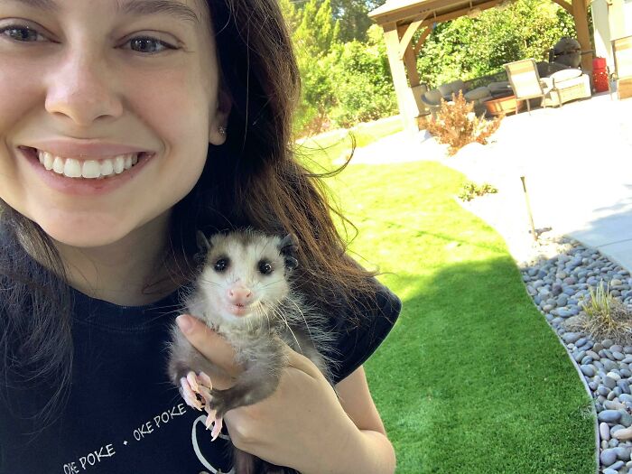 My Whole Life I Have Rehabbed And Owned Opossums! This Is Our Newest One, Little Baby! She Is Quite Photogenic