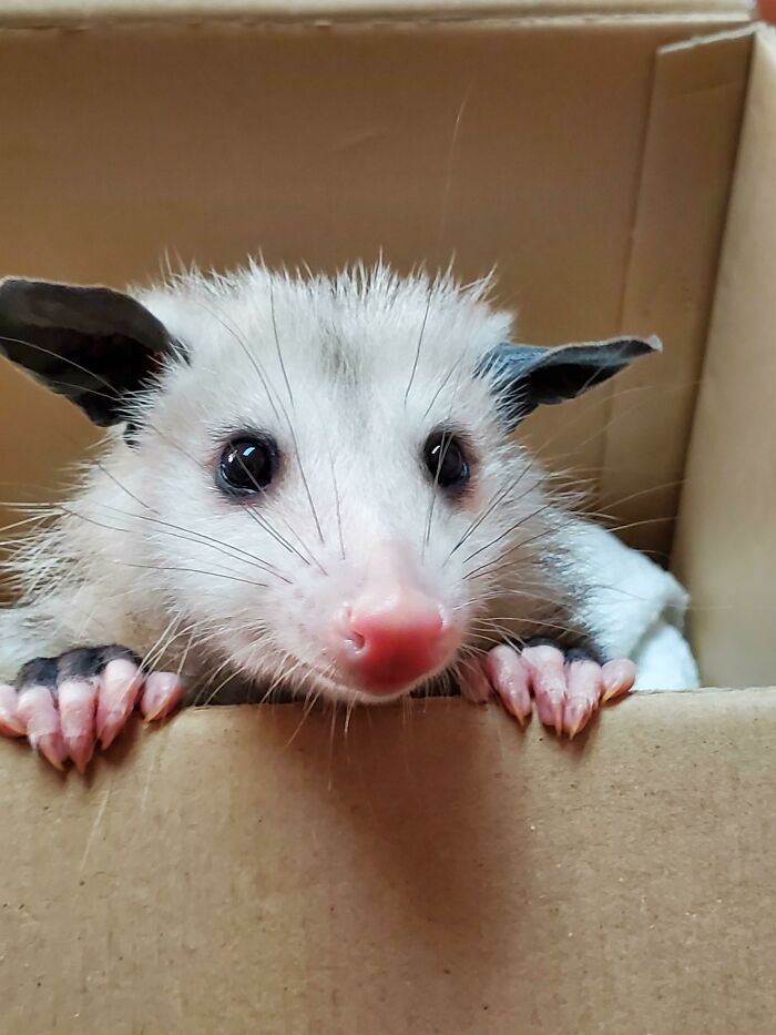 This Is My Opossum Mia