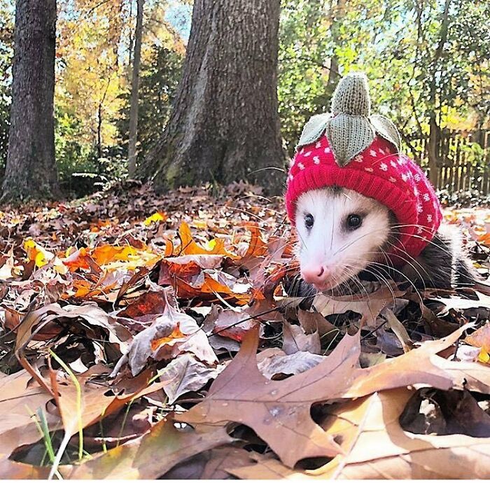 The Opossum Is North America's Only Marsupial, They Can Eat 5000 Ticks A Year And Are Almost Immune To Rabies! Their Body Temperature Is Too Low For The Virus To Survive