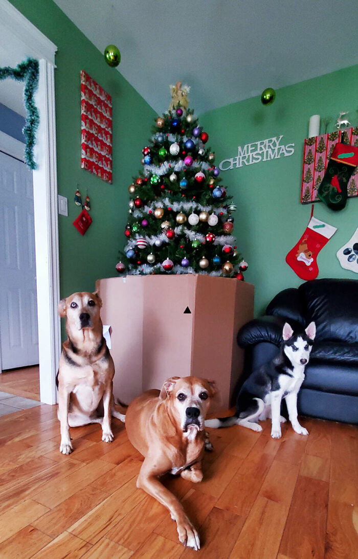 Pets vs. My Wife And Christmas Tree, Season 6