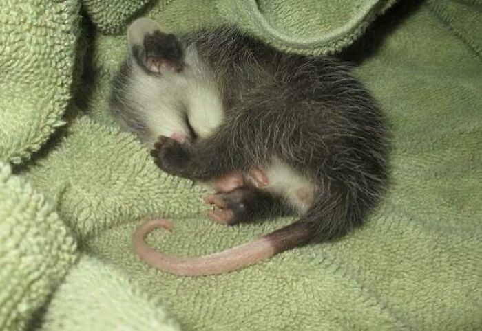 Ever Seen A Baby Opossum?
