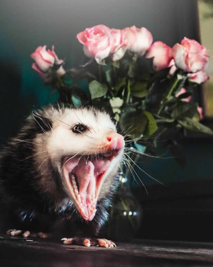 Opossum & Flowers