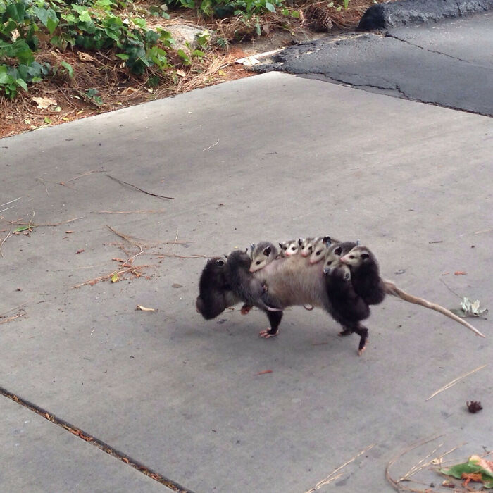 So A Family Of Opossums Walked Out In Front Of Me
