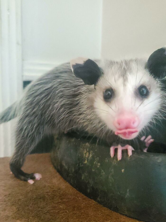 Here's Daisy, My Emotional Support Opossum. I Hope She Makes You Beautiful People Smile