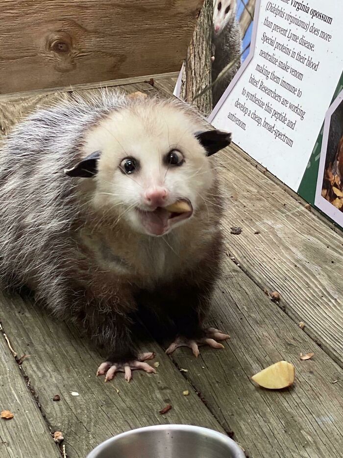 This Rescue Opossum My Mom Met At A Nature Center