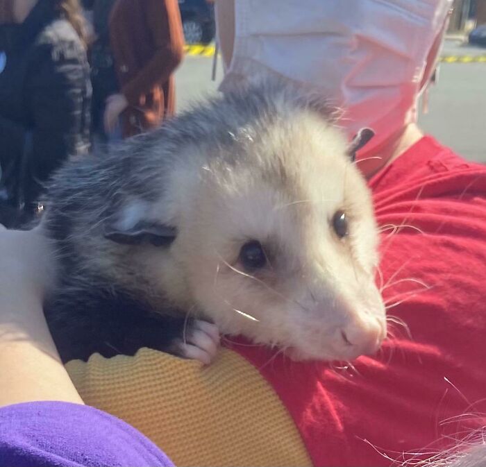 I Had The Opportunity To Meet An Educational Opossum. Their Fur Is Softer Than I Thought It Would Be