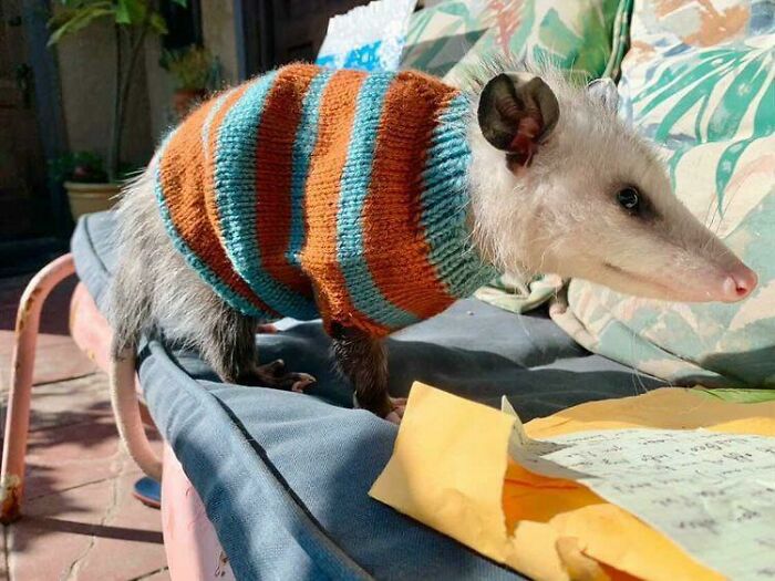 I Made A Lil Sweater For My Possum Friend