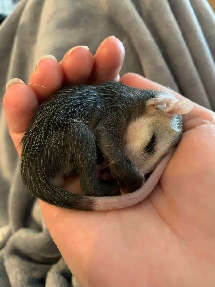 Volunteering As A Wildlife Rescue Rehabilitator Is Often Hard And Heartbreaking Work. But Having Tiny Babies Fall Asleep In Your Hands Makes It All Worth It