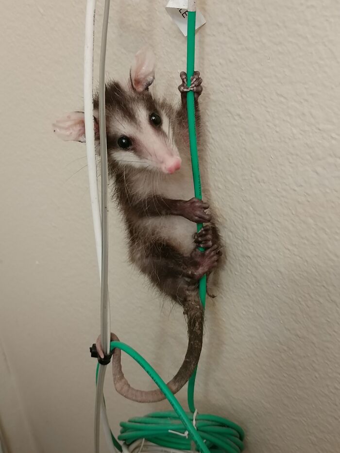 I Have A Baby Opossum Holding On Line 3. Baby Opossum. Line 3