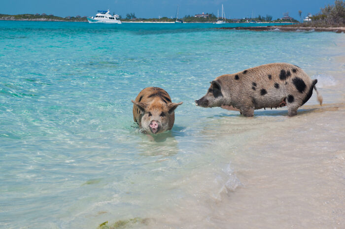 These Pigs Actually Live In The Bahamas. And The Weirdest Part Is, They Swim. They Go Up And Greet Fellow Swimmers With Joy