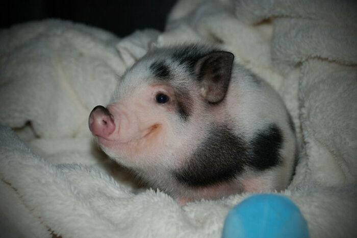 I'm Just A Happy Piglet