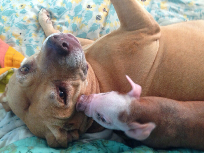 Here's My Dog Having A Morning Snuggle With "Her" Baby, An Orphaned Piglet